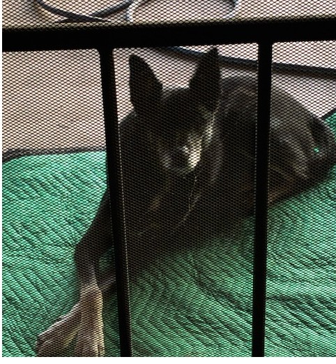 Pet